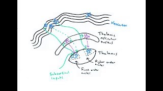 The Thalamus [upl. by Einahpad]