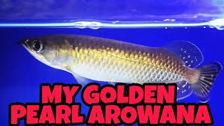 My Personal Fish  Golden Pearl Arowana  Aquarium No 1 [upl. by Nivle]