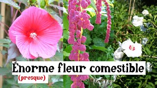 Très grosse fleur comestible [upl. by Zebulon]