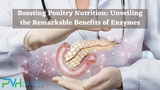 The Benefits of Enzymes in Poultry Nutrition  Paul Vet Healthcare [upl. by Jacquelyn]