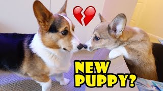 Surprising My Dog wa Corgi Puppy Doesnt go well  Life After College Ep 588 [upl. by Carolin390]