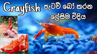 How to Breed Aquarium Crayfish easily in Sinhala FHD kaveeaqua breeding [upl. by Dnumyar]