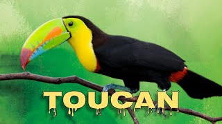 Keelbilled toucan sound [upl. by Cornela]