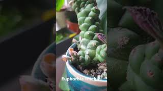 Euphorbia Ritchiei shorts blooming succulent interesting [upl. by Saidee56]