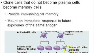 B cell clonal selection [upl. by Nele]