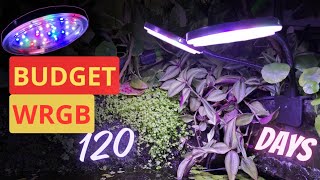 FIREGLOW PLUS 50W WRGB  120 Days REVIEW  Best BUDGET WRGB Light [upl. by Roscoe]