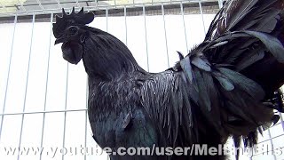 Poules et Coqs Cémani  Ayam Cemani  Ebony Chicken  Exposition Avicole dÉvreux 2020 [upl. by Felecia]