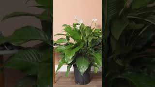 5 Best indoor plant that add super luxurious look to home  shorts indoor plants [upl. by Eirot370]