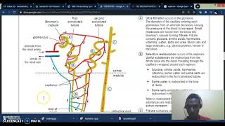 Excretion amp Homeostasis Pt 1  Kidneys [upl. by Krisha822]