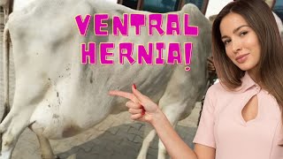 Ventral Hernia in Cattle [upl. by Skill]