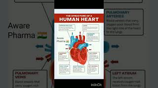 Structure of Human Heart with diagrammatic Explanation cardiachealthanatomy ytshorts2024trend [upl. by Sinnek]