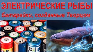 ЭЛЕКТРИЧЕСКИЕ РЫБЫ  Батарейки созданные Творцом [upl. by Towill]