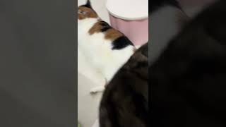 😺Daily Cat Adventures CuteCats FelineFun CatLovers fatcat cat funny shorts cats fyp love [upl. by Aseen]