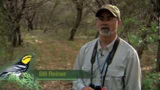 Banding the Goldencheeked Warbler [upl. by Noseyt]