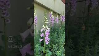 How to have beautiful foxgloves Read description [upl. by Keese]