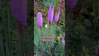 Why is blazing star Liatris spicata a favorite of gardeners and floristsgarden floweringplant [upl. by Lenahs]