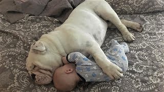 Funny English Bulldog playing with babies  Dog loves Baby Compilation [upl. by Oniliuqnart]