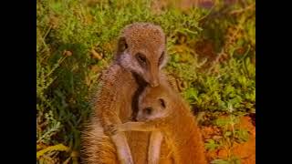 quotWildlife on One Meerkats Divided  A Tale of Unity and Strifequot [upl. by Kassia]