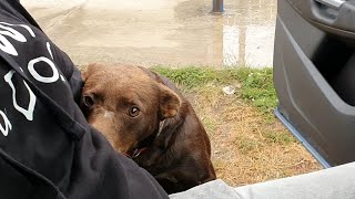 Friendly Stray Dog Waits Every Day In The Same Place For Someone To Save Him [upl. by Elehcim]