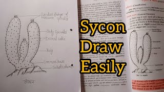 How to draw sycon diagram step by step  draw diagram of sycon sponge  artartist1m [upl. by Cadmann]