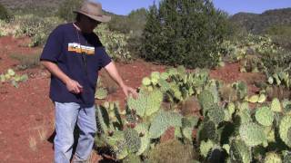 Food From Prickly Pear Cactus with Survival Instructor Tony Nester [upl. by Avigdor]