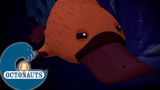 Octonauts  Les ornithorynques et les barracudas  Dessins animés pour enfants [upl. by Lukasz467]