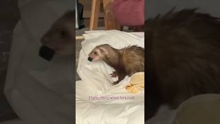 Ouvrir un colis avec des furets c’est quelque chose 🤣🫶🏻 furet furets ferret ferrets funny [upl. by Slade916]