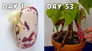 53Day Time Lapse Growing Borlotti Bean from Seeds [upl. by Anemix239]