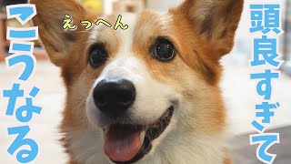 【悲報】賢い犬種であるコーギー犬を甘やかしすぎるとこうなります [upl. by Cartie]