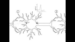 Excitatory and Inhibitory Circuits [upl. by Luzader]