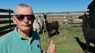 Des lamas installés au centre denfouissement dordures ménagères de Lapouyade Gironde [upl. by Enyamrahc361]