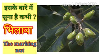 भिलावा  Bhilawa  Semecarpus Anacardium  भल्लातक  Bhela  Bhilamo  Bilawa  Marking nut [upl. by Sello]