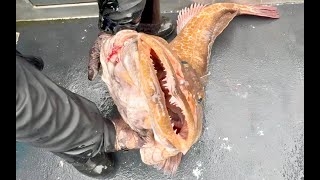 Giant LINGCOD In HAIDA GWAII BC [upl. by Oile918]