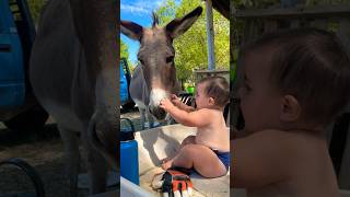 🫏 💕 the sweetest donkey muzzle and gentle baby hands farmanimals farmfun familyfarm donkeylife [upl. by Anelej332]