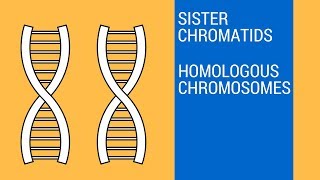 Sister chromatids and Homologous Chromosomes [upl. by Haughay75]