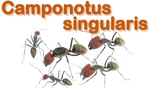 Ant care species guide 15  Camponotus singularis [upl. by Gawain]