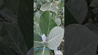 Calotropis gigantea botanyfacts shorts [upl. by Georgine870]