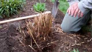 How to Divide Ornamental Grasses [upl. by Elberta]