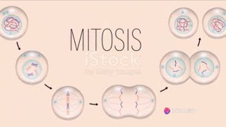 Mitosis Unveiled  The Dance of Cell Division [upl. by Thierry]