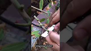 Bud grafting on mango tree very easy method of grafting on mango plant [upl. by Rein]