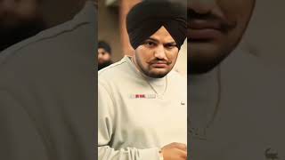 Sidhu Moose Wala Legend New video Shoaib Manak shortvideo viralvideo sidhumoosewala punjabisong [upl. by Godspeed351]