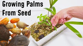 How To Grow A Palm Tree From Seed [upl. by Ativak]