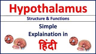 Hypothalamus Structure and Function simple explaination in Hindi  Bhushan Science [upl. by Amethyst83]