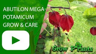 Abutilon megapotamicum  grow and care [upl. by Belamy885]