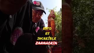 Zanahoria Todo el Año  Muy FACIL 🥕 Zanahoria sembrar huerto cultivo jardin garden [upl. by Roarke]