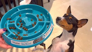 Basenjis get new puzzle feeders [upl. by Edva]