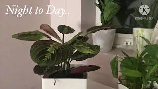 Maranta  Prayer Plant  Nyctinastic Movement Timelapse  Timelapse Videos [upl. by Cissie633]