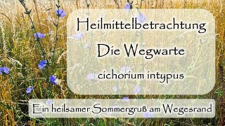 Wegwarte  cichorium intypus  Heilmittelbetrachtung  Dr med Liane PreuMaiwald  Würzburg [upl. by Eppillihp]