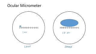 How to use an Ocular Micrometer [upl. by Annoik]