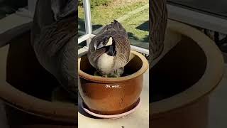 Goose Took Over A Guys Deck For The Cutest Reason  The Dodo [upl. by Atcliffe]